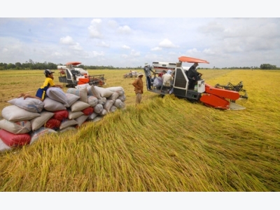 Japan teaches Vietnamese how to grow high quality rice