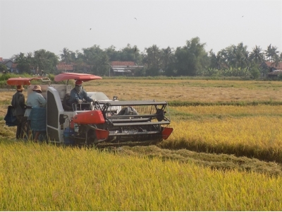 Giống tốt, sạ thưa, bồ đầy thóc