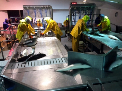 Fish producers benefit from humane slaughter techniques
