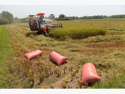 New technology ups rice value in Cần Thơ