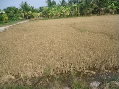 Giải pháp kỹ thuật cho sản xuất lúa và cây ăn trái sau giai đoạn hạn hán, xâm nhập mặn