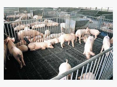 Help sought for pig farmers