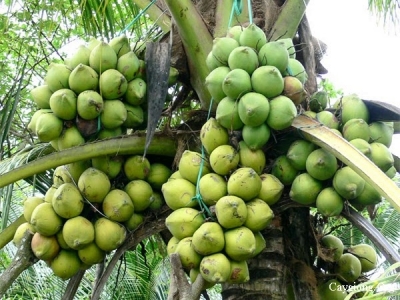 Một số điều cần lưu ý khi trồng dừa xiêm