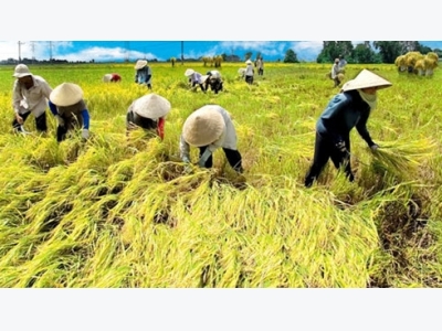 Vietnam applies SRP rice production standards to increase competitiveness