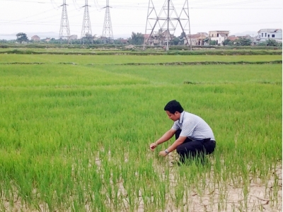 Giải pháp bảo vệ lúa hè thu đầu vụ