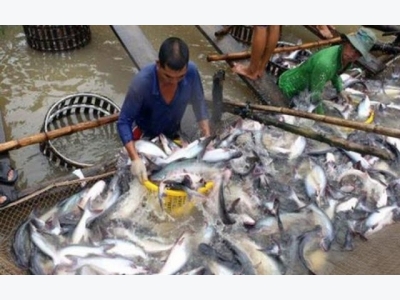 Exporters are worried about a rapid increase in the price of pangasius catfishes