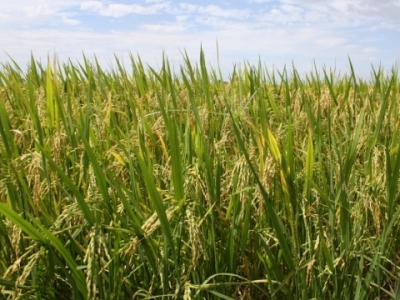 Tạo ra giống lúa sử dụng gen cỏ dại để chống chọi hạn hán