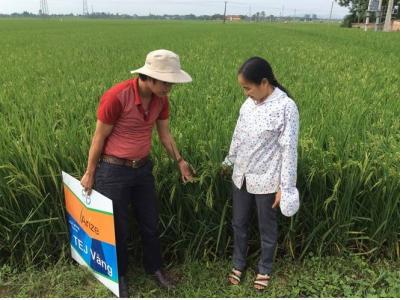 Giống lúa Tej Vàng thích ứng tốt và đạt năng suất cao ở Đông Sơn