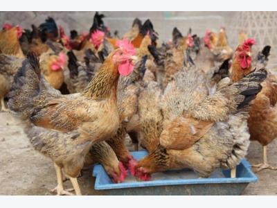 Việt Nams animal feed imports up sharply
