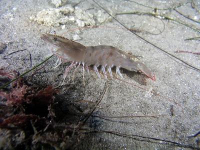 Two-Stage Selection Key For Fast Shrimp Growth In Mexico