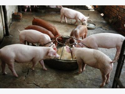 Lợi ích của phụ phẩm ngô đối với lợn từ máy nghiền ướt
