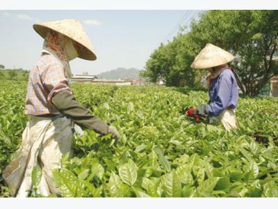 Brewing sustainable tea development