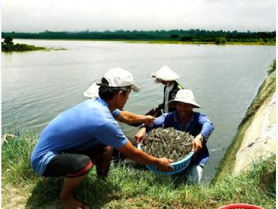 Tôm sú, tôm thẻ cùng tăng giá mạnh, nông dân tiếc hùi hụi