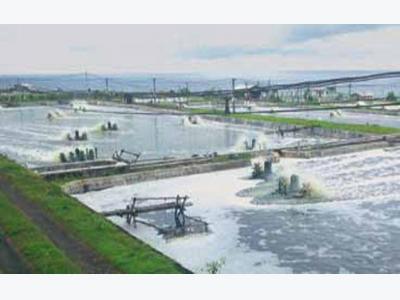 Intensive Farm In Bali, Indonesia, Produces Shrimp In Biofloc System