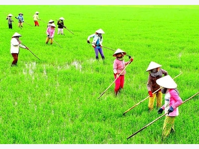 Draft agriculture promotion decree below expectations