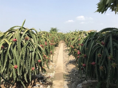 Co-operatives, clean farming methods help farmers raise the bar