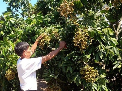 Xử lý ra hoa, đậu quả cho nhãn