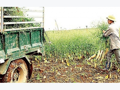 Price of Vietnamese fruit exports on upward trend