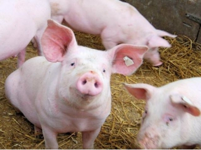 Controlling salmonella in swine feed worth the expense