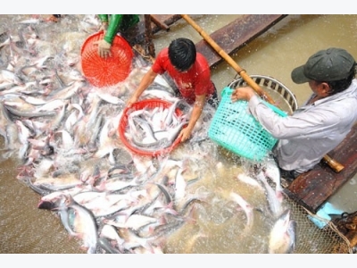 Fish exporters left lost at sea