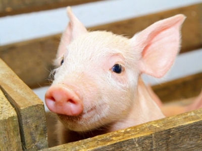 Pig low-protein diets could reduce nitrogen excretion