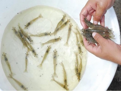 A study of Zoea-2 Syndrome in hatcheries in India, part 1