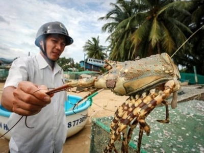 Fishing village builds fortune from lobsters