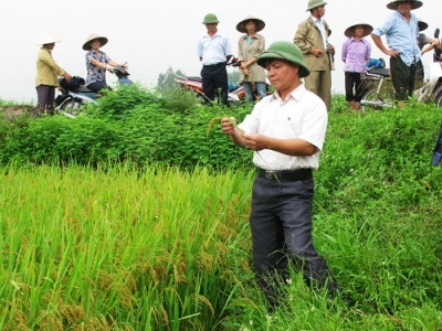 Đặc sản gạo Bồ Nâu tiến vua của người Thanh Oai