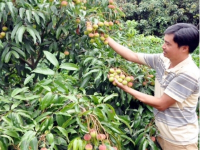 High fructiferous rate of early ripen lychee