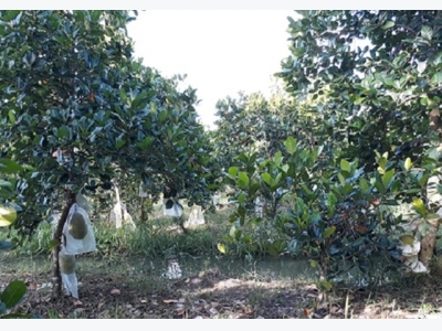 Biện pháp bảo vệ và chăm sóc vườn cây ăn trái trong mùa mưa lũ