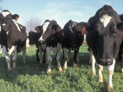 More accurate estimates of dairy cattle methane emissions developed