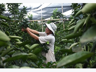 Building agricultural product trademark to reach better development