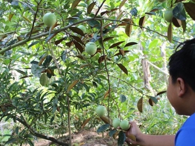 The door to US market opens to Vietnams fruits