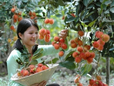 Sau xoài và thanh long, đến chôm chôm Việt đi New Zealand