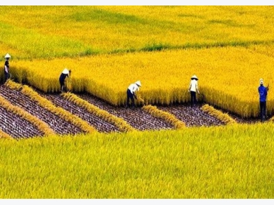 Vietnams agriculture set export turnover target of US$40 billion