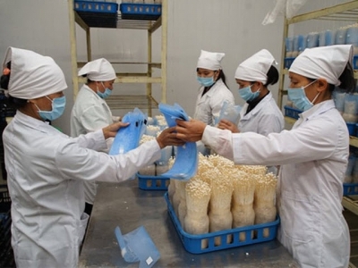 Supply chain the key to sustainable farming production in Vietnam