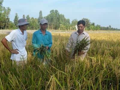 Nguy cơ tái bùng phát bệnh vàng lùn – lùn xoắn lá