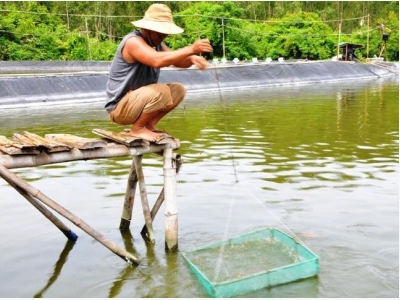 Nuôi thí điểm hải sâm tại đầm nước mặn Sa Huỳnh