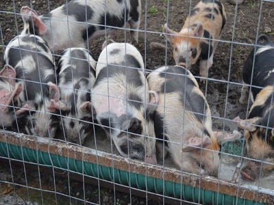 7 ways to increase weaned piglets feed intake