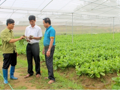 Bac Giang expands area of VietGAP production to raise farm produce quality