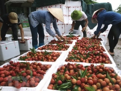 Vietnam targets 10 billion USD from fruit, vegetable exports