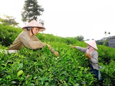 Businesses, farmers struggle to develop tea brands