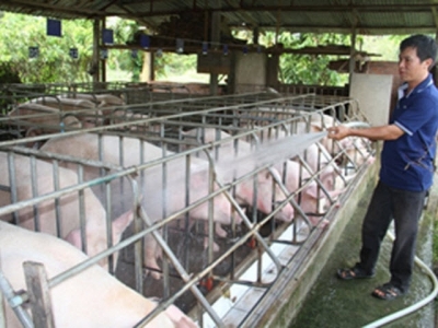 Pig farmers fight foreign competition
