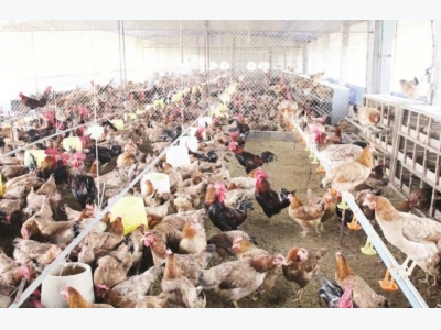 The livestock sector is heavily influenced by CPTPP