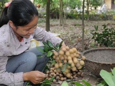 Chăm bón nhãn sau thu hoạch