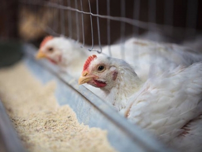 Why adding enzymes to poultry diets improves digestion