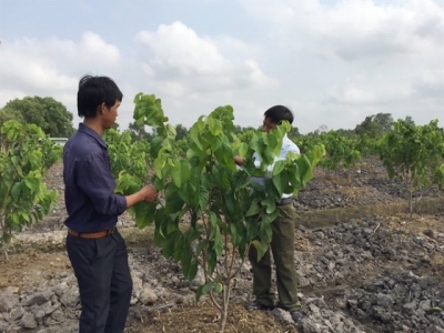 Fruit expansion plan continues