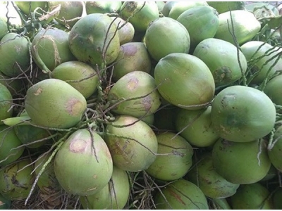 Bến Tre to boost Xiêm coconut exports
