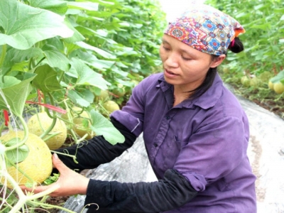Bac Giang builds over 20 net houses growing vegetables and flowers
