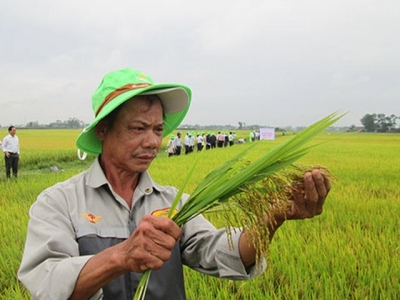 Triển vọng giống lúa thuần mới TBR279